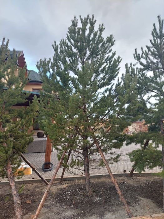 Озеленение участка