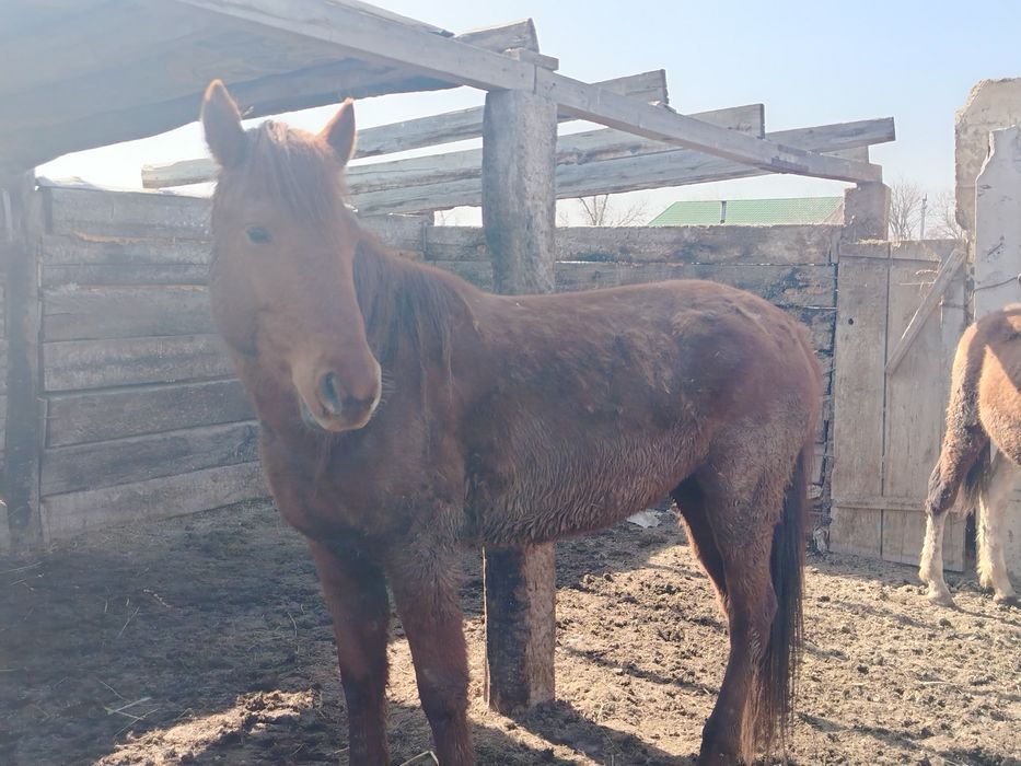 5 жасар бие,  қысыр,  5 ай байланған