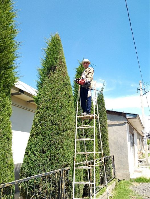 Archa kesish va gazon ekish xizmati