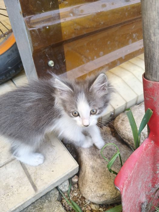 Крысыловы котята и кошка.