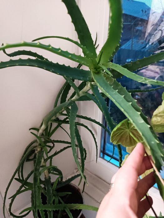 Продам цветок алоэ