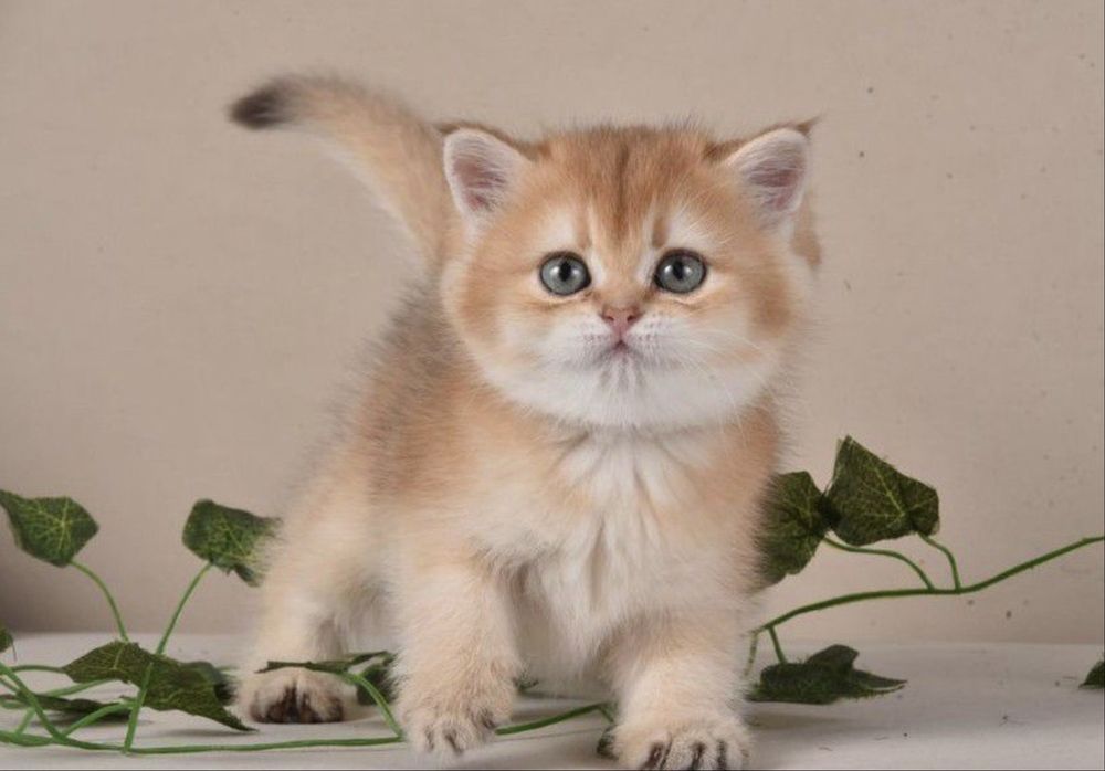 Котята золотая шиншилла