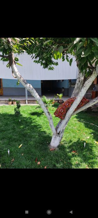 Sadovnik bogʻbon xizmati