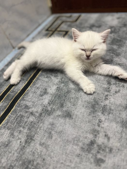 Продам британского котика