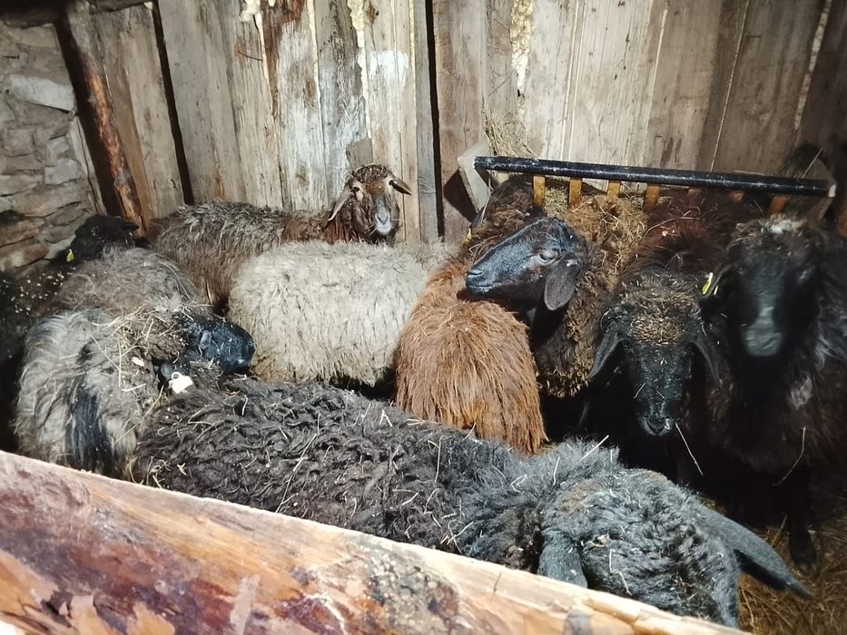 Койлар сатылады  8 бас