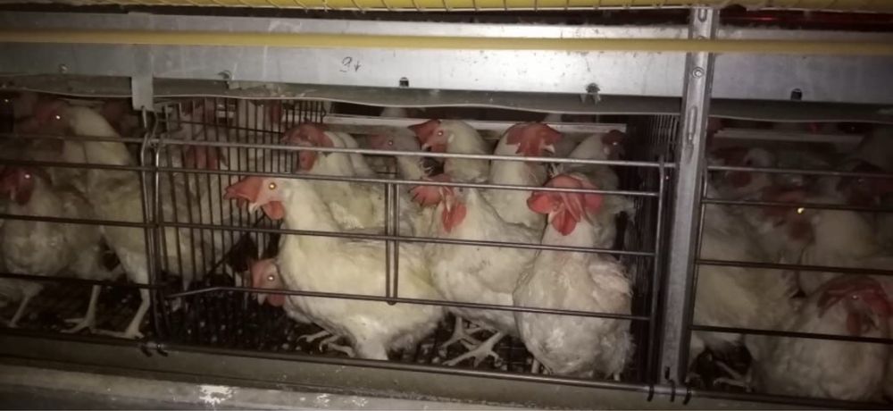 Куры несушки годовалые оптом и в розницу