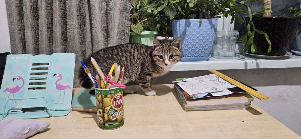 Отдам котёнка заботливым людям