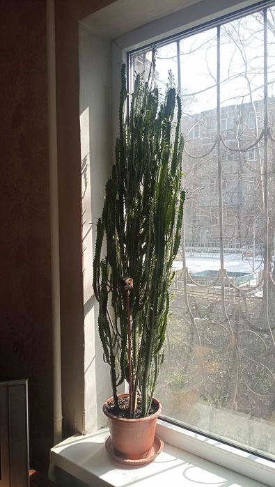 Кактус для офиса или дома
