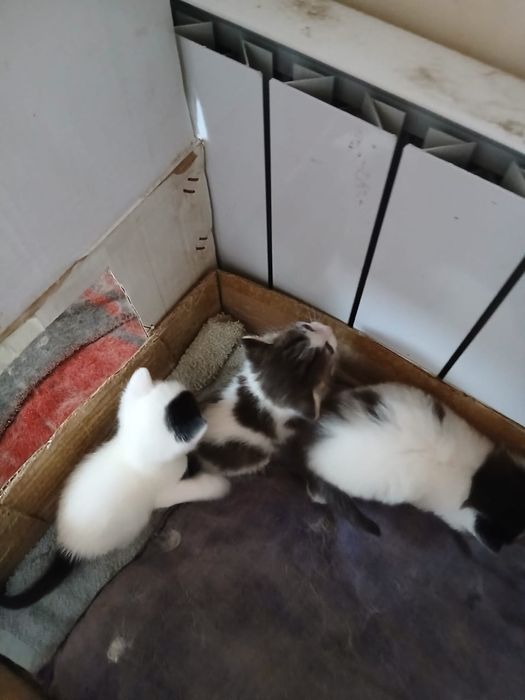 Отдам котят в хорошие руки