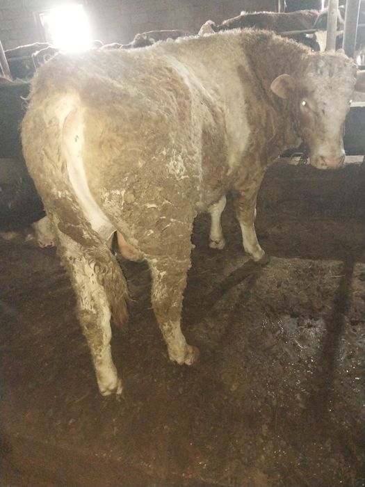 Продам Бычков. На курбан Айт