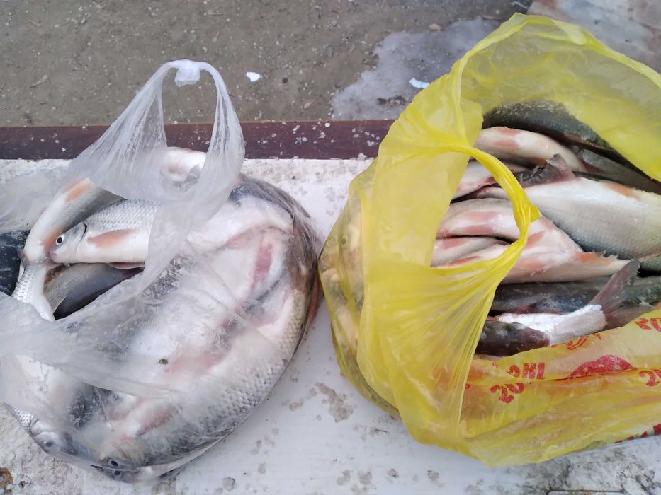 Свежая рыба вобла Қаракөз балығы