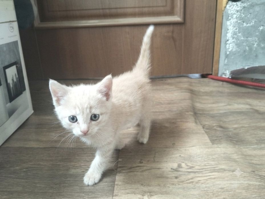 Кошка ищет семью