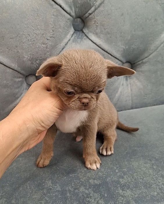 в самые надежные руки Чихуахуа