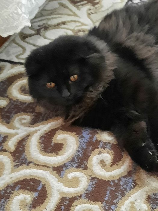 Хайленд Фолд котят