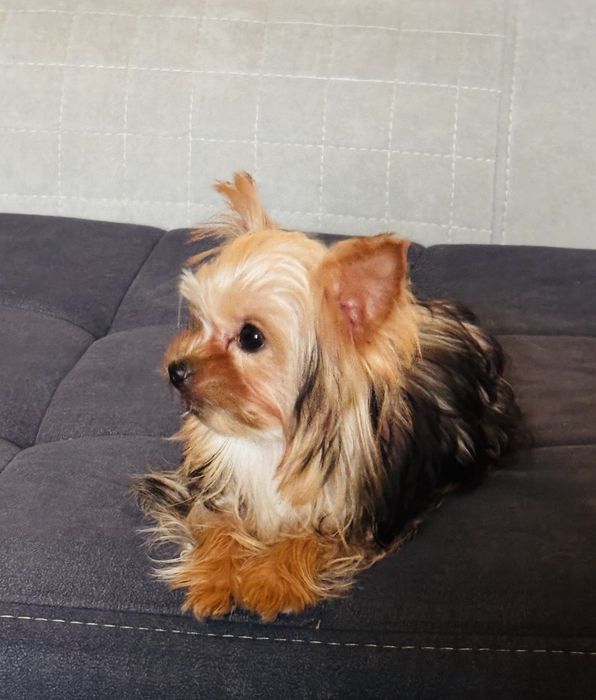 Йорширский терьер миник, бейби фейс