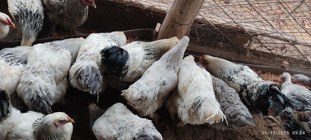 Burama tovuq tuxumlari sotiladi