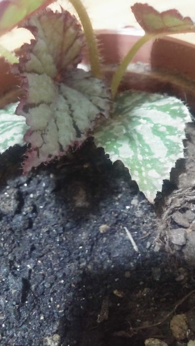 Бегония комнатная