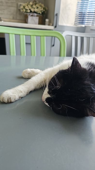 Кошка в добрые руки