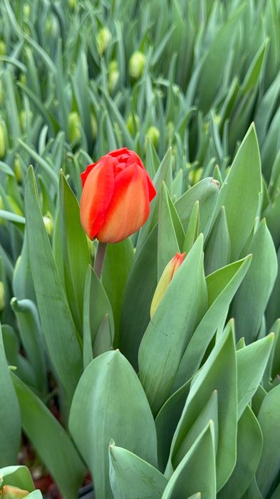 Тюльпаны в розницу от 490 тг.