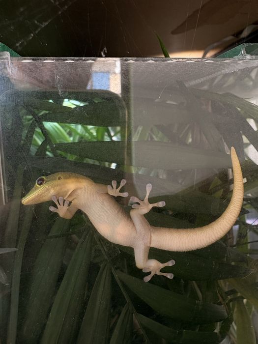 Vand pereche Phelsuma Laticauda