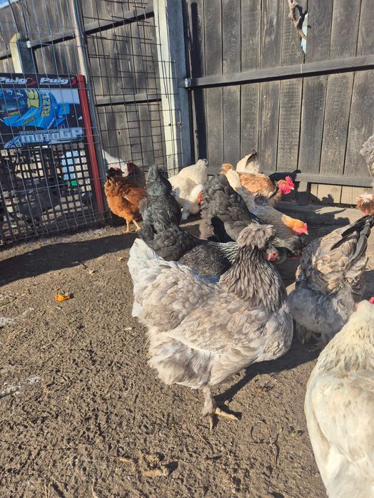 Vând ouă pentru incubat