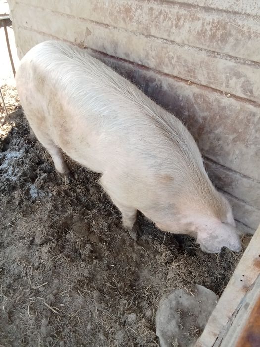 Продам кабана производителя