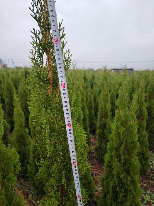 Туя Брабант Смаракт с поля