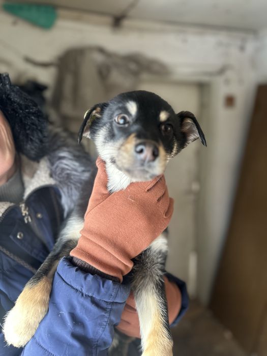 Мальчик щеночек ищет дом биркованый