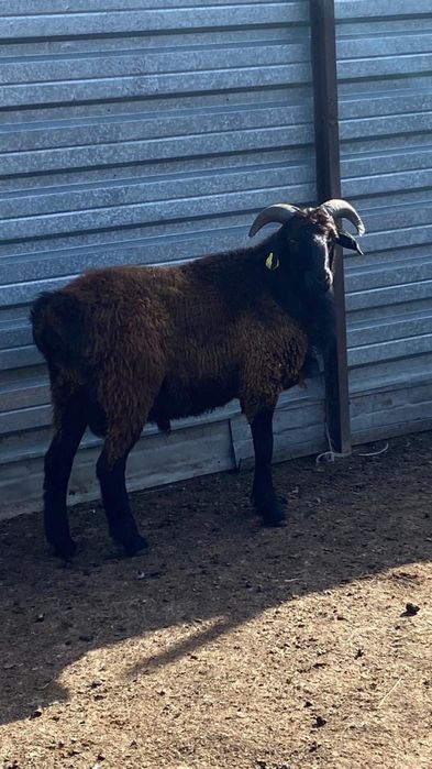 Продам кошкара.