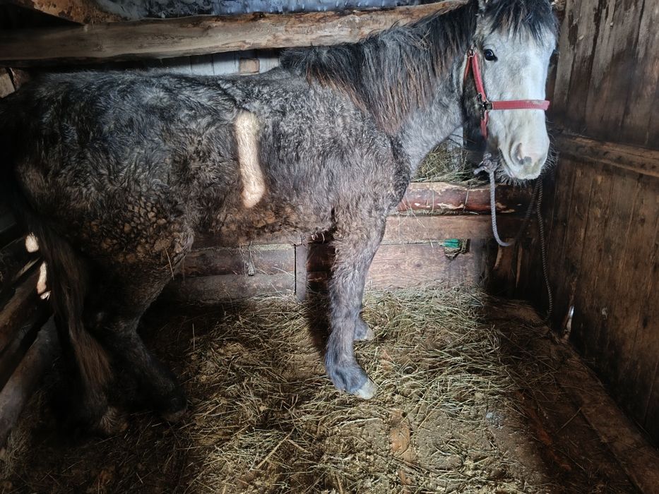 Продам кобылку 1.5 года