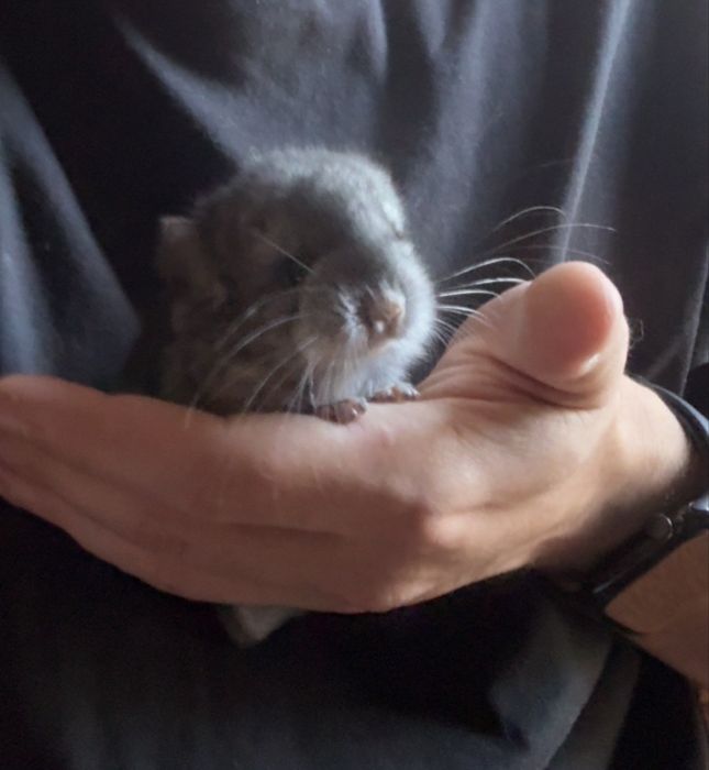 Pui de chinchilla (doar impreuna)