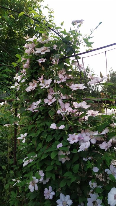 Клематисы. Лианы для сада.