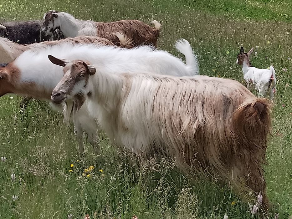 Vând capre bune de lapte