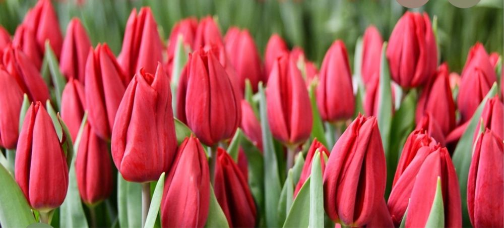 Тюльпан оптом и розницу