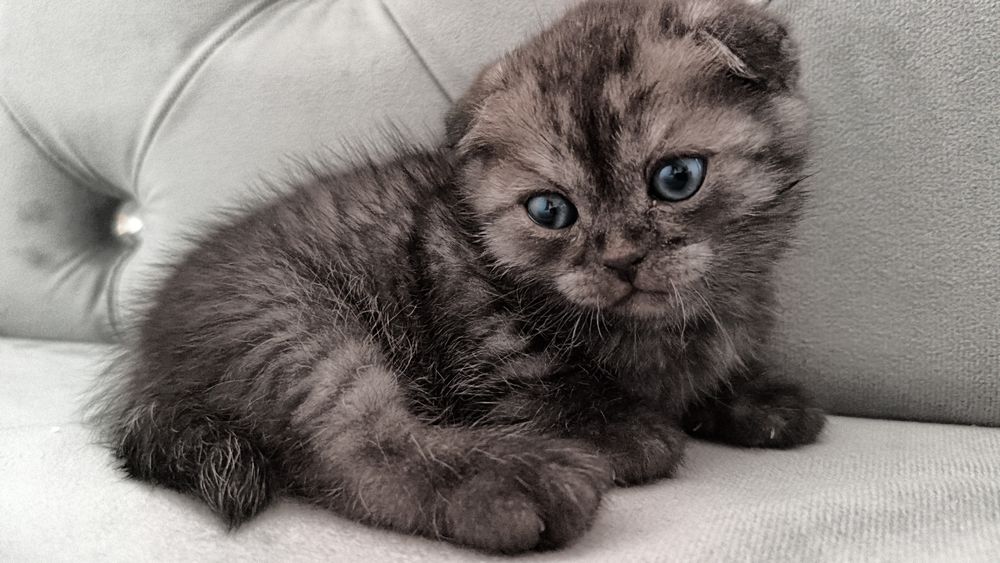 Продам срочно котенка Скоттиш фолд