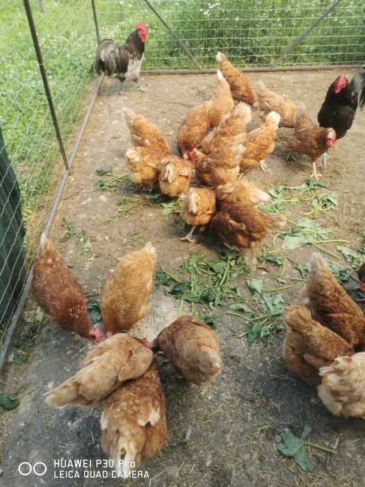 De vânzare găini roșii ouătoare, fac si schimb pe pui de curca
