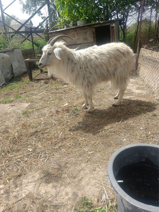 Продам молочную козу