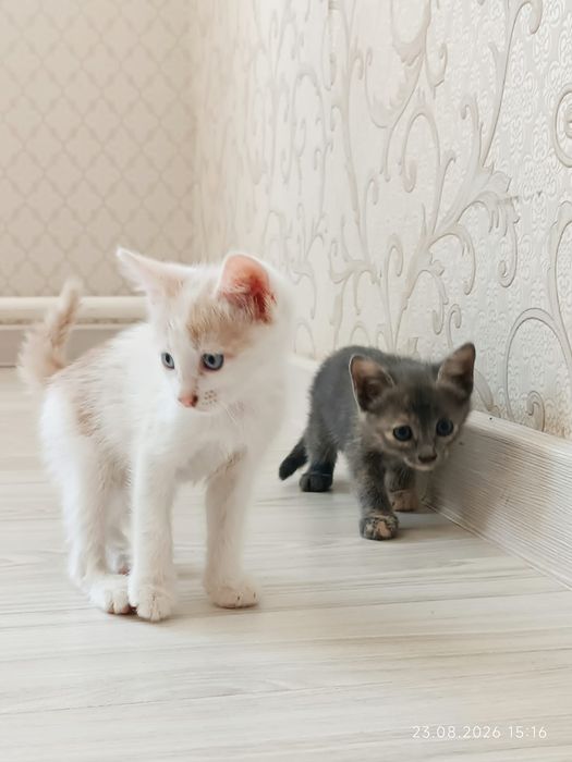 Отдам котят в добрые руки