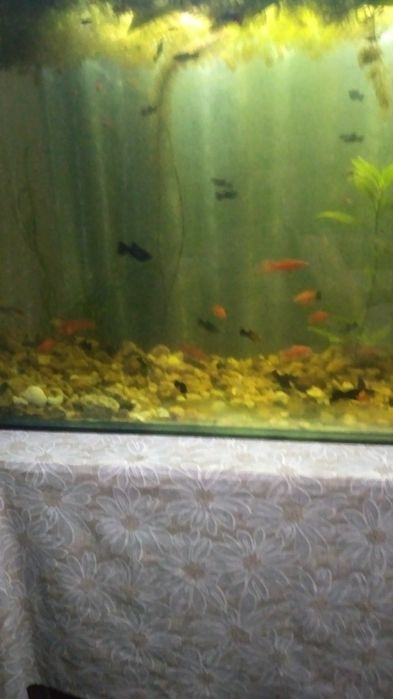 Аквариум для рыб