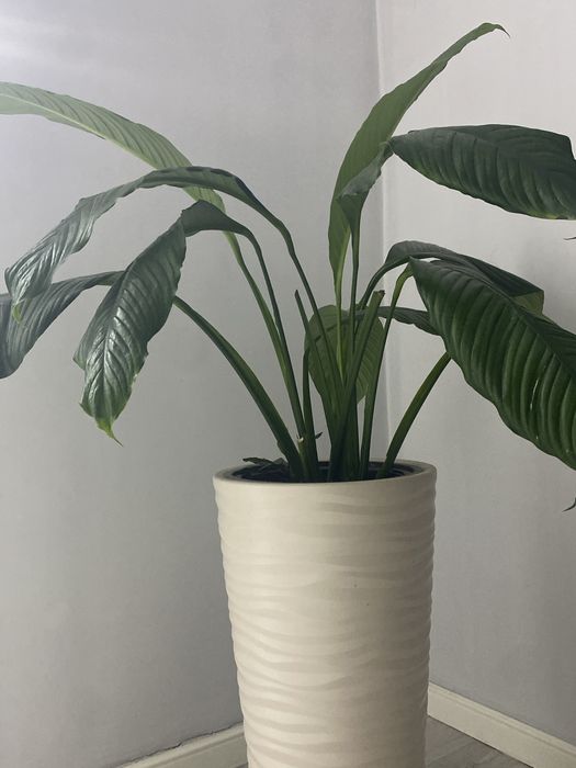 Женское счастье Сенсация