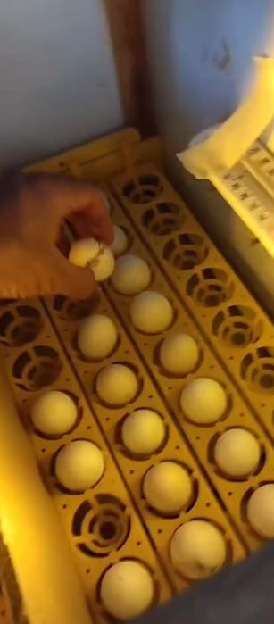 Инкубатор сотилади