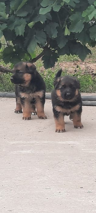Немецкий Овчарка Күшік Ұрғашы