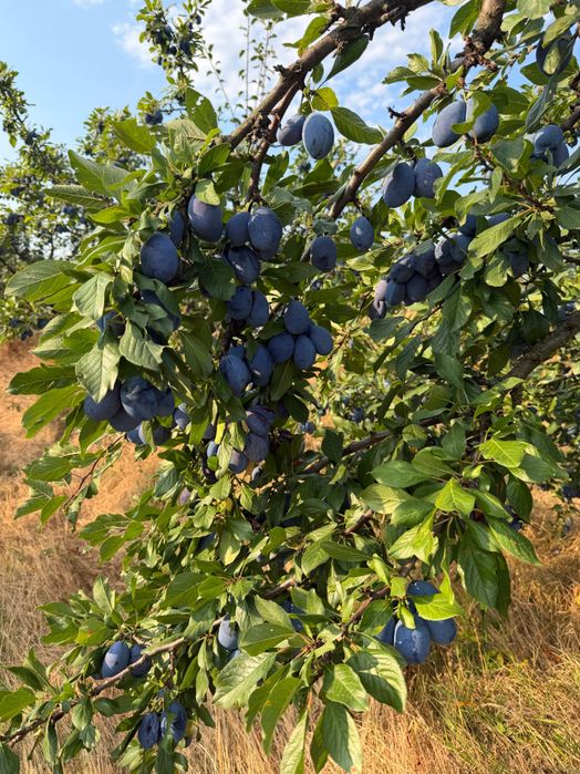 Vând prune pentru țuică , gem , compot si pt piață .