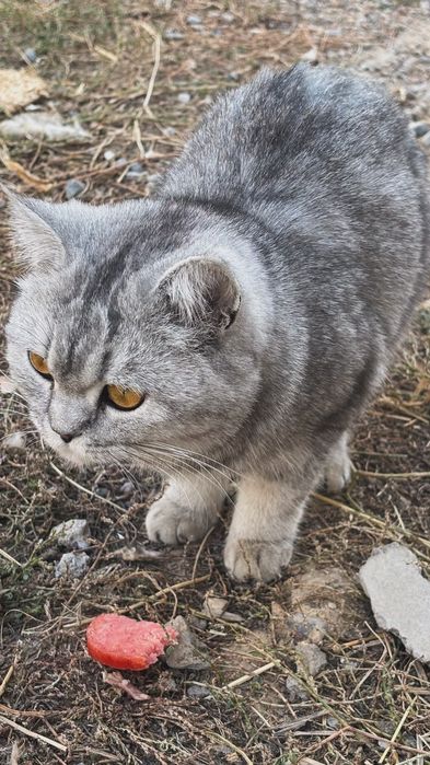 Красивая серая кошка, 3 000 ₸
