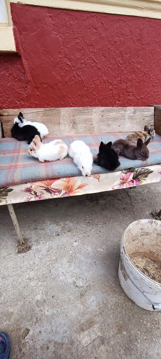 Iepurași Mini Toy de companie