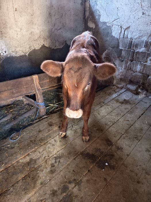 Vând vițea angus rosu