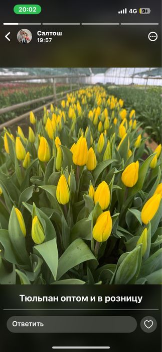 Тюлпан супер сорт