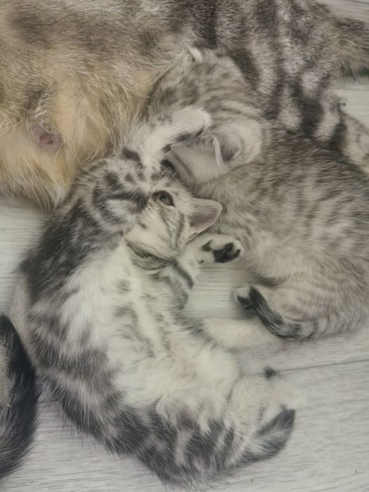 Продам шодланских котят