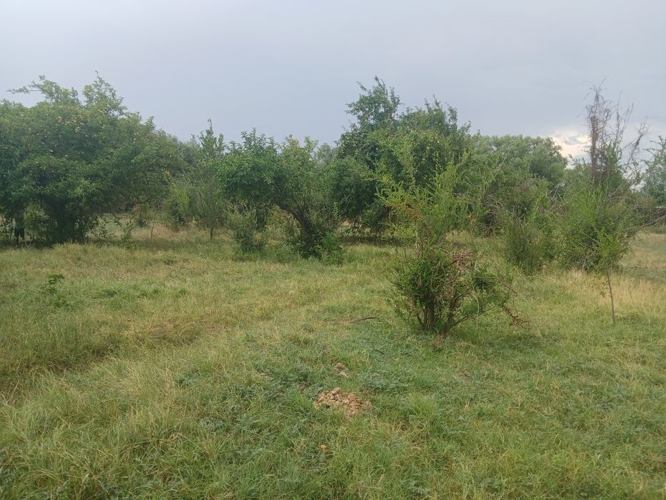 Құшата елді мекенінде жер сатылады