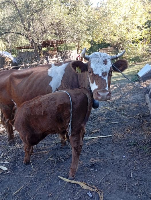 Vaca cu vițel de vanzare